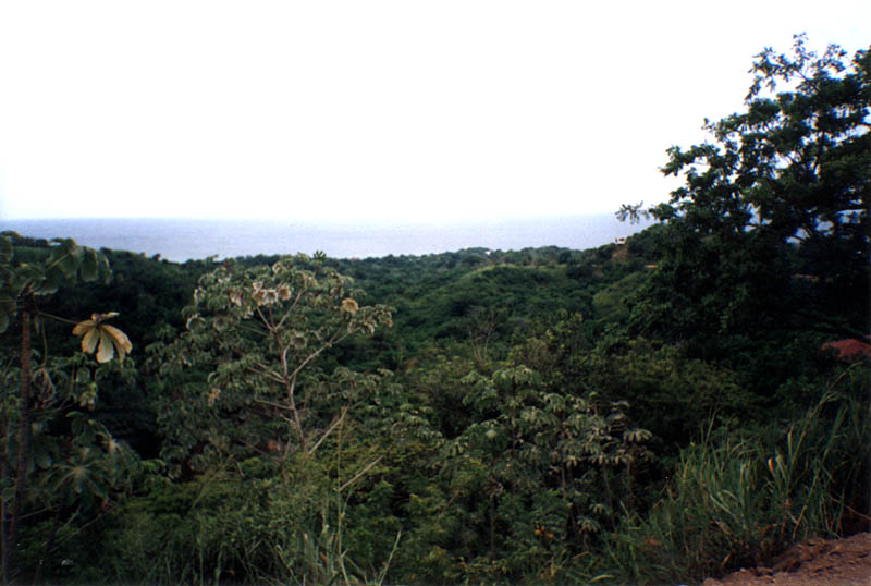 Roatan2000: View from The Road