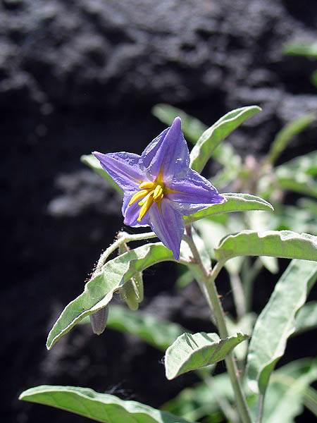 ABQ 2004: Desert Flower