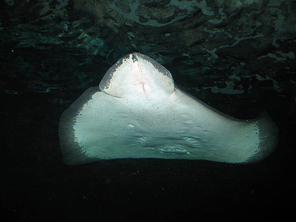 Australia 2004: Aquarium Ray