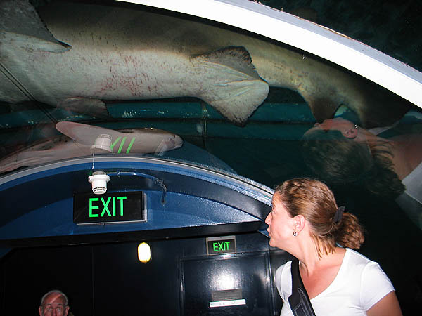 Australia 2004: Aquarium Sharks and Jane