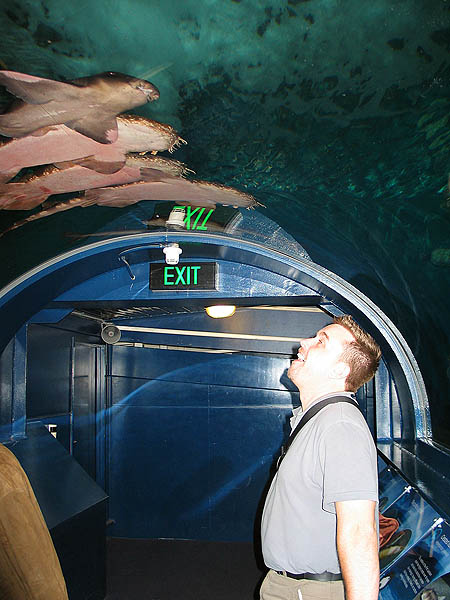 Australia 2004: Aquarium Sharks and Curtis