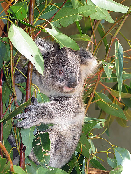 Australia 2004: Taronga Koala 05