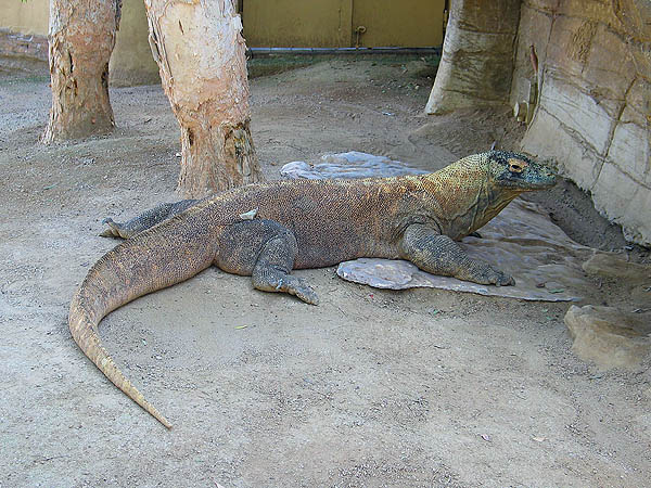 Australia 2004: Taronga Komodo Dragon