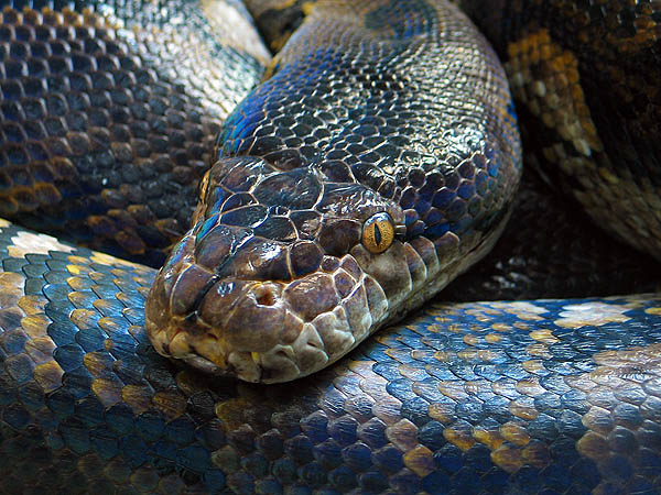 Australia 2004: Taronga Snake