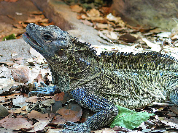 Australia 2004: Taronga Iguana