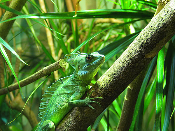 Australia 2004: Taronga Lizard