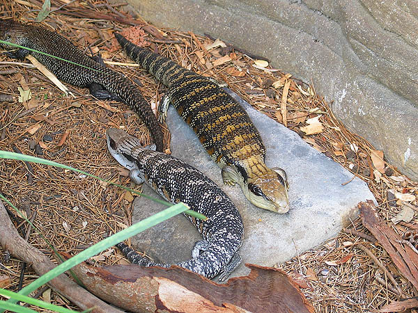 Australia 2004: Taronga Lizards