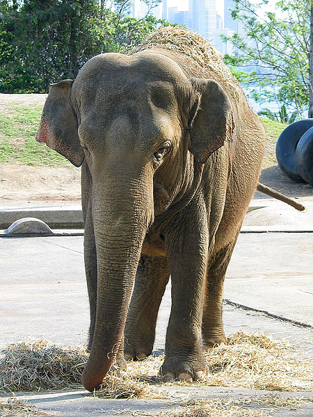 Australia 2004: Taronga Elephant