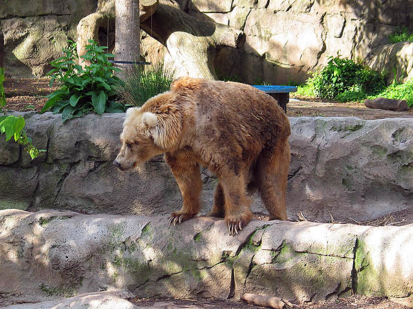 Australia 2004: Taronga Kodiak Bear
