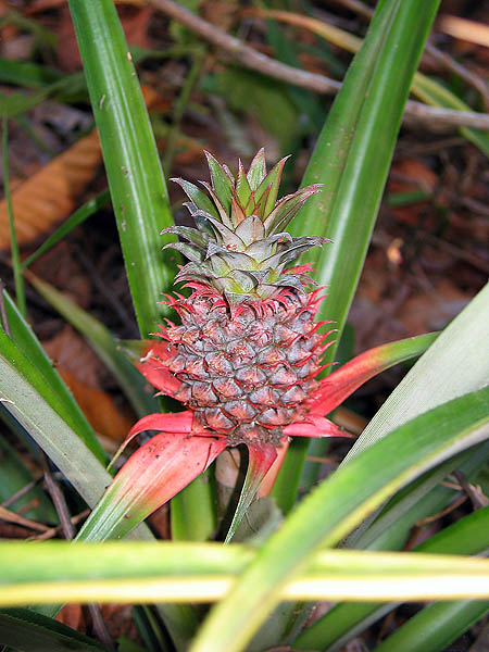 Australia 2004: Fruit Tasting Pineapple