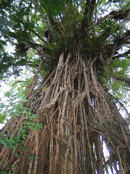 Australia 2004: Cathedral Fig Tree