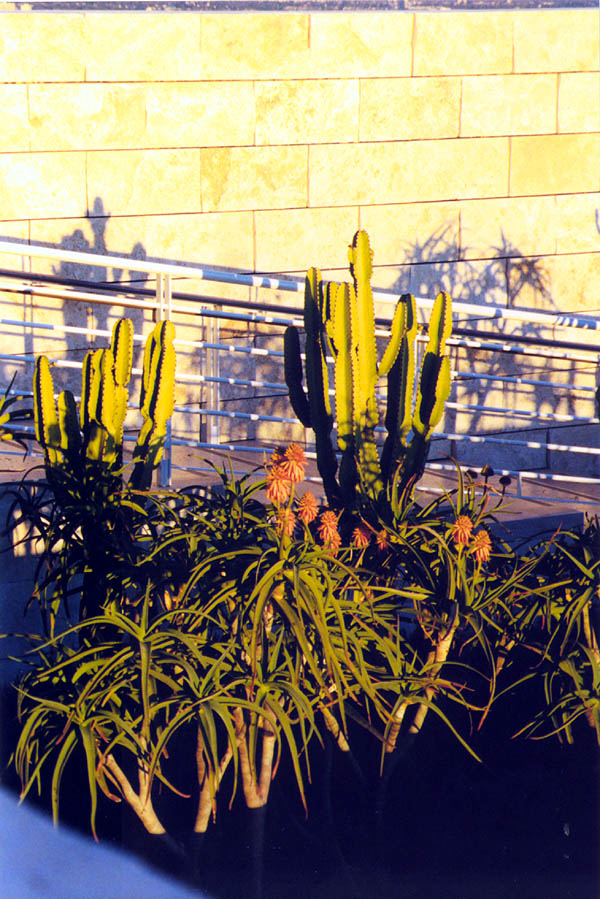 Getty 2000: Cactus at Sunset