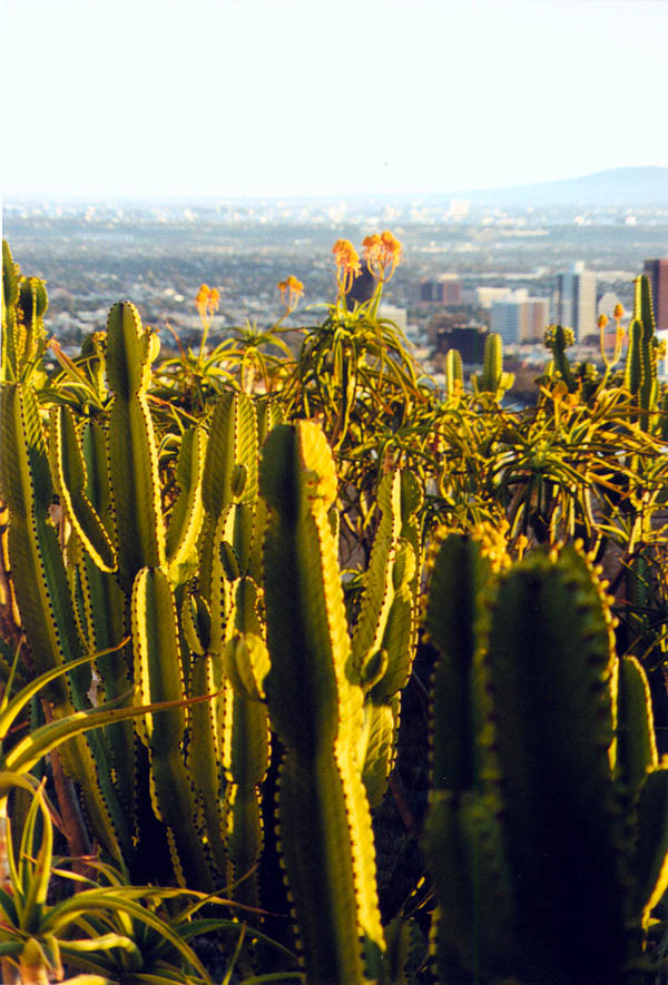 Getty 2000: Cactus and LA