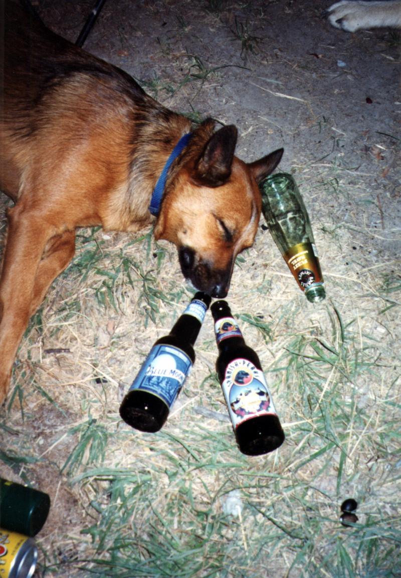 Drunk Doggy