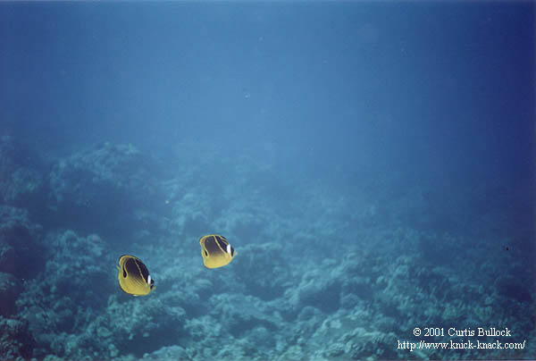 Hawaii: SCUBA Racoon Butterflyfish