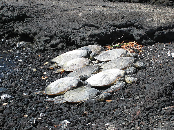 Hawaii 2006: Sleeping Sea Turtles