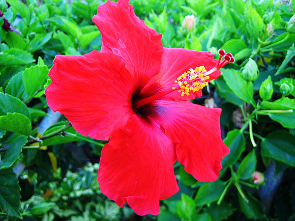 Hawaii 2006: Flower: Hibiscus
