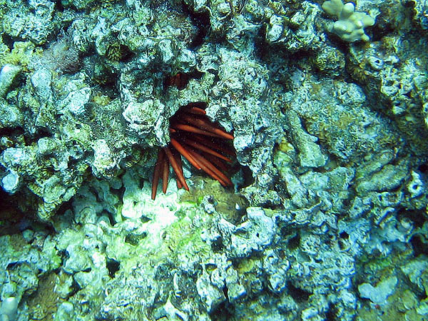 Hawaii 2006: Snorkeling: Red Pencil Urchin