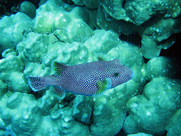 Hawaii 2006: Snorkeling: Spotted Pufferfish