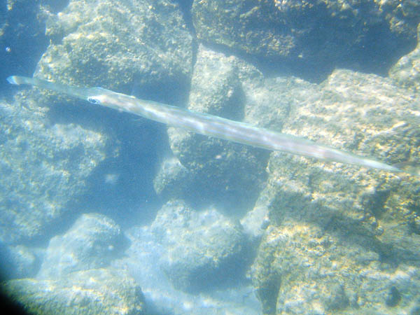 Hawaii 2006: Snorkeling: Trumpetfish