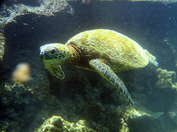Hawaii 2006: Snorkeling: Sea Turtle 3