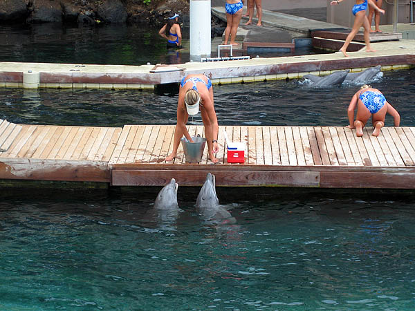 Hawaii 2006: Dolphin Snacks