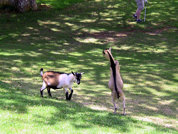 Jamaica 2002: Golf Goats 02