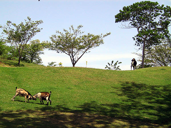 Jamaica 2002: Golf Goats 03