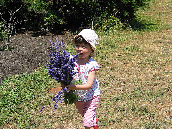 Lavender Festival 2004: Little Girl and Lavender