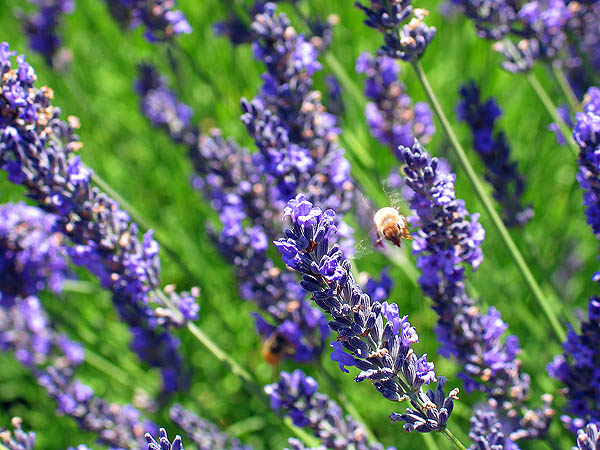 Lavender Festival 2004: Lavender and Bee