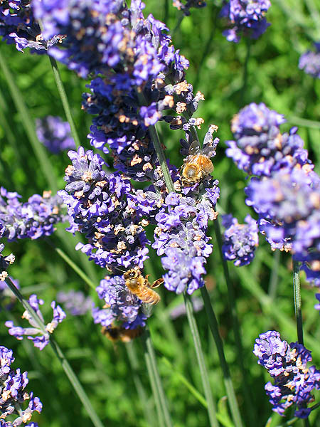 Lavender Festival 2004: Lavender and Bees