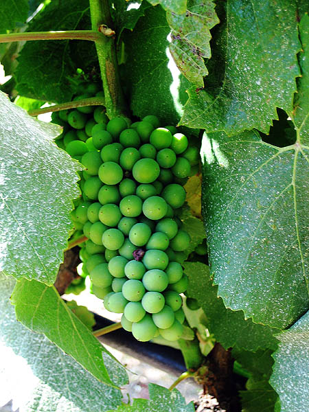 Mendocino 2006: Handley Cellars Grapes