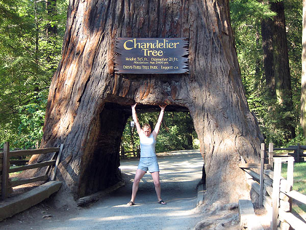 Mendocino 2006: Chandelier Drive Thru Tree Jane