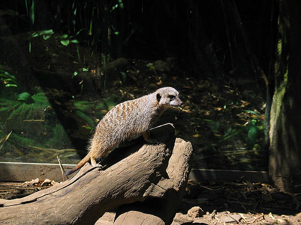 Oregon Zoo 2004: Meerkat