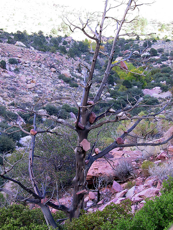 Red Rocks 2001: Day 1: Offering Tree