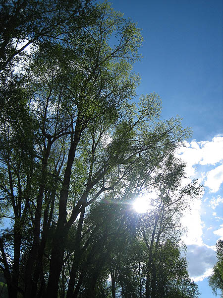 Telluride 2006: Sun in Trees